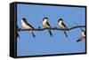 House Martins (Delichon Urbicum) Perched on Wire, with Another in Flight, Extremadura, Spain, April-Varesvuo-Framed Stretched Canvas