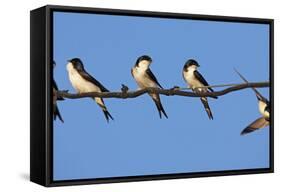 House Martins (Delichon Urbicum) Perched on Wire, with Another in Flight, Extremadura, Spain, April-Varesvuo-Framed Stretched Canvas