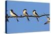 House Martins (Delichon Urbicum) Perched on Wire, with Another in Flight, Extremadura, Spain, April-Varesvuo-Stretched Canvas