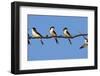 House Martins (Delichon Urbicum) Perched on Wire, with Another in Flight, Extremadura, Spain, April-Varesvuo-Framed Premium Photographic Print