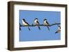 House Martins (Delichon Urbicum) Perched on Wire, with Another in Flight, Extremadura, Spain, April-Varesvuo-Framed Photographic Print