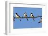 House Martins (Delichon Urbicum) Perched on Wire, with Another in Flight, Extremadura, Spain, April-Varesvuo-Framed Photographic Print