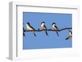 House Martins (Delichon Urbicum) Perched on Wire, with Another in Flight, Extremadura, Spain, April-Varesvuo-Framed Photographic Print