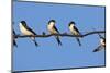 House Martins (Delichon Urbicum) Perched on Wire, with Another in Flight, Extremadura, Spain, April-Varesvuo-Mounted Photographic Print