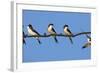 House Martins (Delichon Urbicum) Perched on Wire, with Another in Flight, Extremadura, Spain, April-Varesvuo-Framed Photographic Print