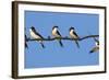 House Martins (Delichon Urbicum) Perched on Wire, with Another in Flight, Extremadura, Spain, April-Varesvuo-Framed Photographic Print