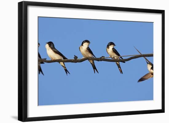 House Martins (Delichon Urbicum) Perched on Wire, with Another in Flight, Extremadura, Spain, April-Varesvuo-Framed Photographic Print