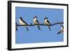 House Martins (Delichon Urbicum) Perched on Wire, with Another in Flight, Extremadura, Spain, April-Varesvuo-Framed Photographic Print