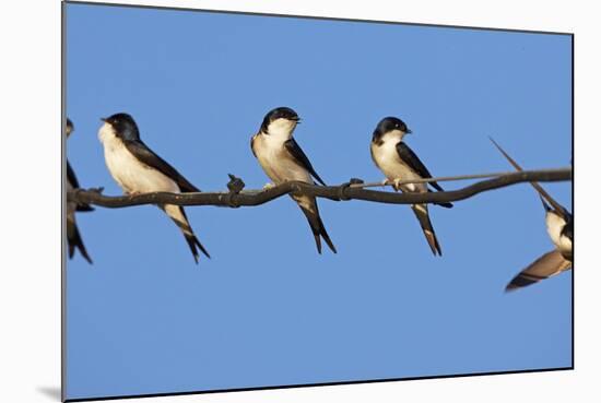 House Martins (Delichon Urbicum) Perched on Wire, with Another in Flight, Extremadura, Spain, April-Varesvuo-Mounted Photographic Print