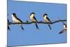 House Martins (Delichon Urbicum) Perched on Wire, with Another in Flight, Extremadura, Spain, April-Varesvuo-Mounted Photographic Print