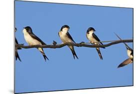 House Martins (Delichon Urbicum) Perched on Wire, with Another in Flight, Extremadura, Spain, April-Varesvuo-Mounted Photographic Print