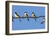 House Martins (Delichon Urbicum) Perched on Wire, with Another in Flight, Extremadura, Spain, April-Varesvuo-Framed Photographic Print