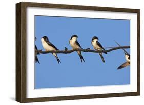 House Martins (Delichon Urbicum) Perched on Wire, with Another in Flight, Extremadura, Spain, April-Varesvuo-Framed Photographic Print