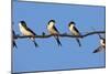 House Martins (Delichon Urbicum) Perched on Wire, with Another in Flight, Extremadura, Spain, April-Varesvuo-Mounted Photographic Print