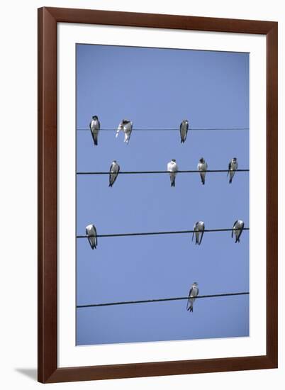 House Martins Gather on Telephone Wires (Delichon Urbicum) France-null-Framed Photographic Print