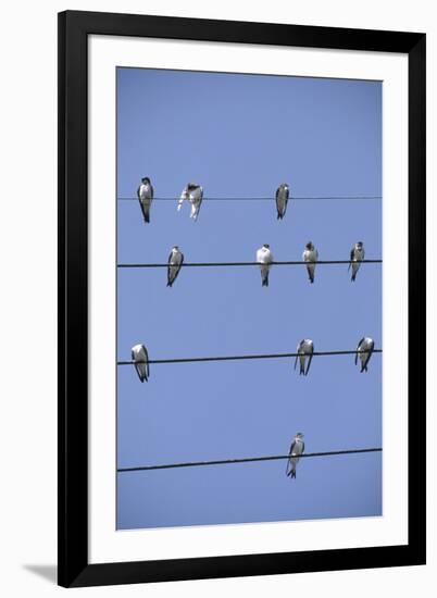 House Martins Gather on Telephone Wires (Delichon Urbicum) France-null-Framed Photographic Print