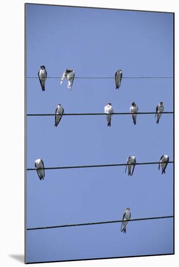 House Martins Gather on Telephone Wires (Delichon Urbicum) France-null-Mounted Photographic Print