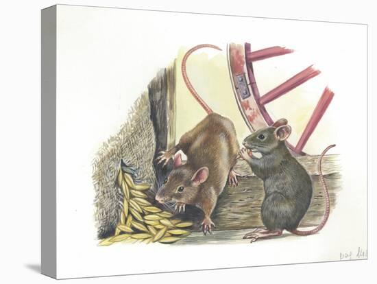 House Mice Mus Musculus Eating Corn in a Barn-null-Stretched Canvas