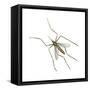 House Mosquito (Culex Pipiens), Insects-Encyclopaedia Britannica-Framed Stretched Canvas