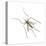 House Mosquito (Culex Pipiens), Insects-Encyclopaedia Britannica-Stretched Canvas