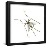 House Mosquito (Culex Pipiens), Insects-Encyclopaedia Britannica-Framed Poster