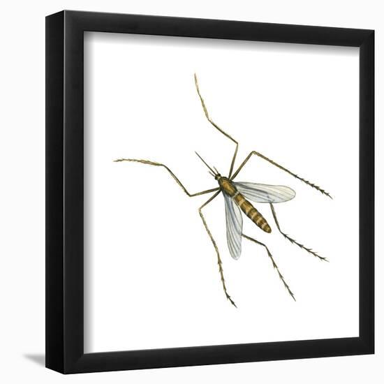 House Mosquito (Culex Pipiens), Insects-Encyclopaedia Britannica-Framed Poster