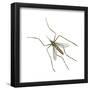 House Mosquito (Culex Pipiens), Insects-Encyclopaedia Britannica-Framed Poster