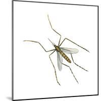 House Mosquito (Culex Pipiens), Insects-Encyclopaedia Britannica-Mounted Poster