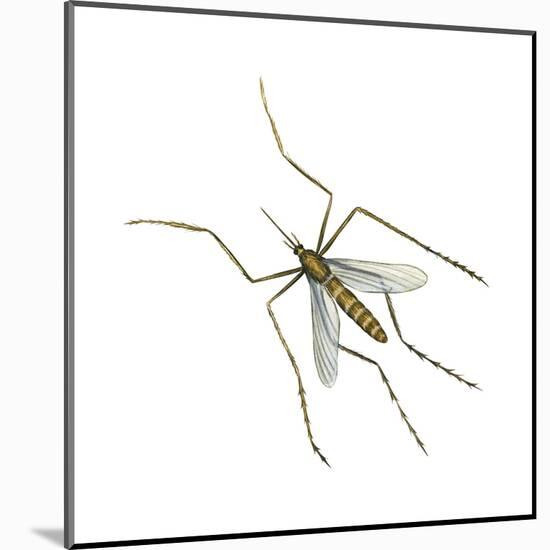 House Mosquito (Culex Pipiens), Insects-Encyclopaedia Britannica-Mounted Poster