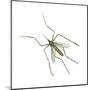 House Mosquito (Culex Pipiens), Insects-Encyclopaedia Britannica-Mounted Poster