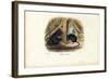 House Mouse, 1863-79-Raimundo Petraroja-Framed Giclee Print