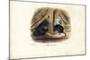 House Mouse, 1863-79-Raimundo Petraroja-Mounted Giclee Print