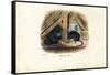 House Mouse, 1863-79-Raimundo Petraroja-Framed Stretched Canvas