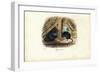 House Mouse, 1863-79-Raimundo Petraroja-Framed Giclee Print