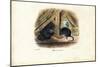 House Mouse, 1863-79-Raimundo Petraroja-Mounted Giclee Print