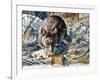 House Mouse (Mus Musculus), Muridae, Drawing-null-Framed Giclee Print