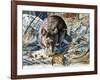 House Mouse (Mus Musculus), Muridae, Drawing-null-Framed Giclee Print