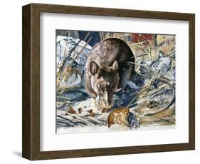 House Mouse (Mus Musculus), Muridae, Drawing-null-Framed Giclee Print