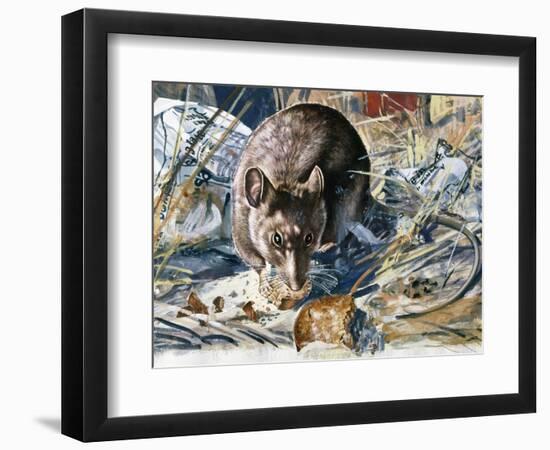 House Mouse (Mus Musculus), Muridae, Drawing-null-Framed Giclee Print