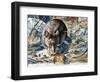 House Mouse (Mus Musculus), Muridae, Drawing-null-Framed Giclee Print