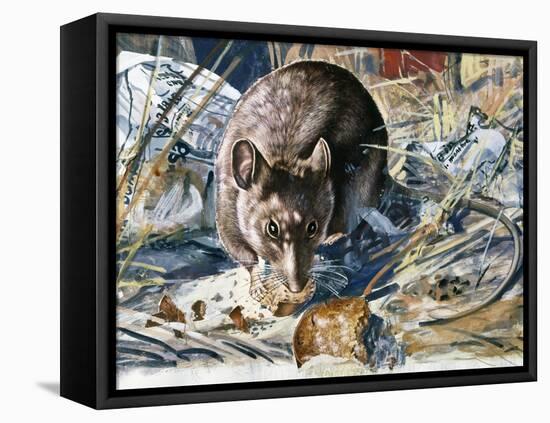 House Mouse (Mus Musculus), Muridae, Drawing-null-Framed Stretched Canvas