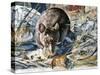 House Mouse (Mus Musculus), Muridae, Drawing-null-Stretched Canvas