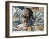 House Mouse (Mus Musculus), Muridae, Drawing-null-Framed Giclee Print