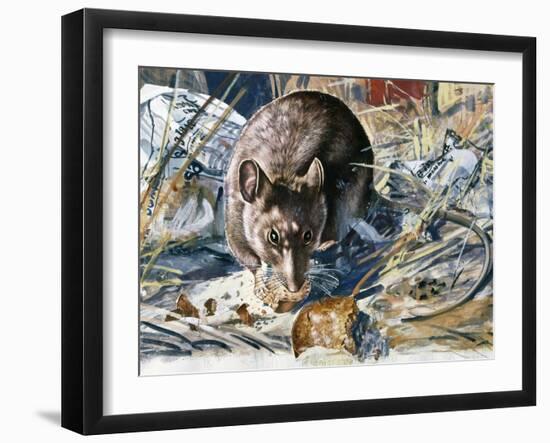 House Mouse (Mus Musculus), Muridae, Drawing-null-Framed Giclee Print