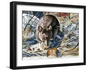 House Mouse (Mus Musculus), Muridae, Drawing-null-Framed Giclee Print