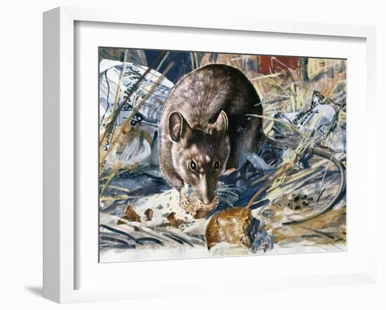 House Mouse (Mus Musculus), Muridae, Drawing-null-Framed Giclee Print