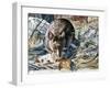 House Mouse (Mus Musculus), Muridae, Drawing-null-Framed Giclee Print