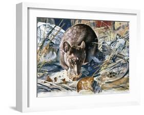 House Mouse (Mus Musculus), Muridae, Drawing-null-Framed Giclee Print