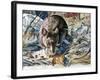 House Mouse (Mus Musculus), Muridae, Drawing-null-Framed Giclee Print