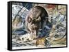 House Mouse (Mus Musculus), Muridae, Drawing-null-Framed Stretched Canvas